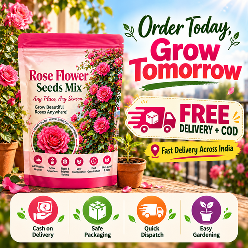 Elegant Climbing Rose Flower Seeds With Plant Booster