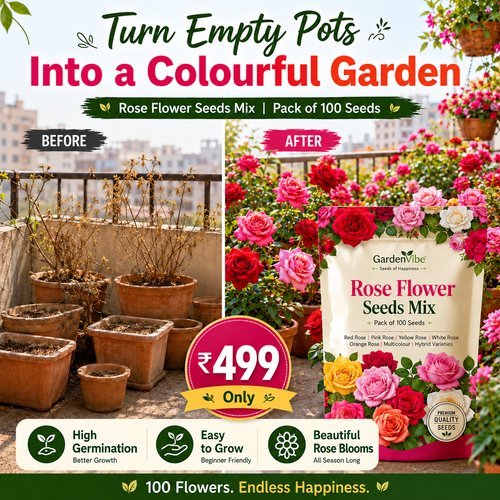 Elegant Climbing Rose Flower Seeds With Plant Booster