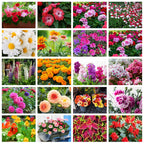 Elegant Climbing Rose Flower Seeds With Plant Booster